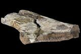 Fossil Triceratops Rib Section - North Dakota #120043-2